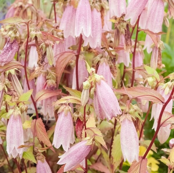 Campanula takesimana (Korean Bellflower)